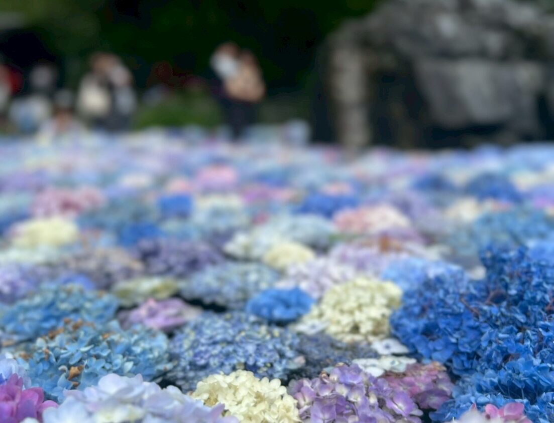 大阪久安寺の紫陽花