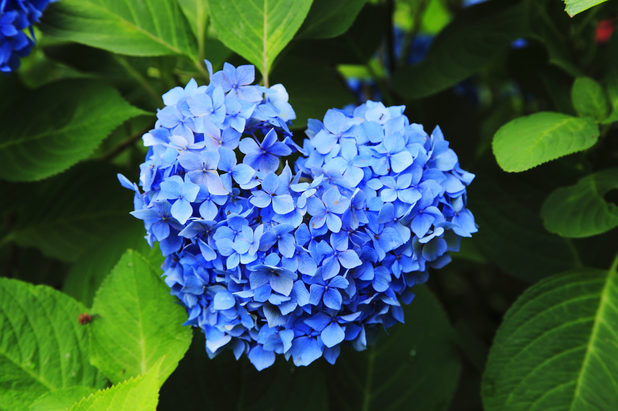 京都宇治三室戸寺のハート紫陽花