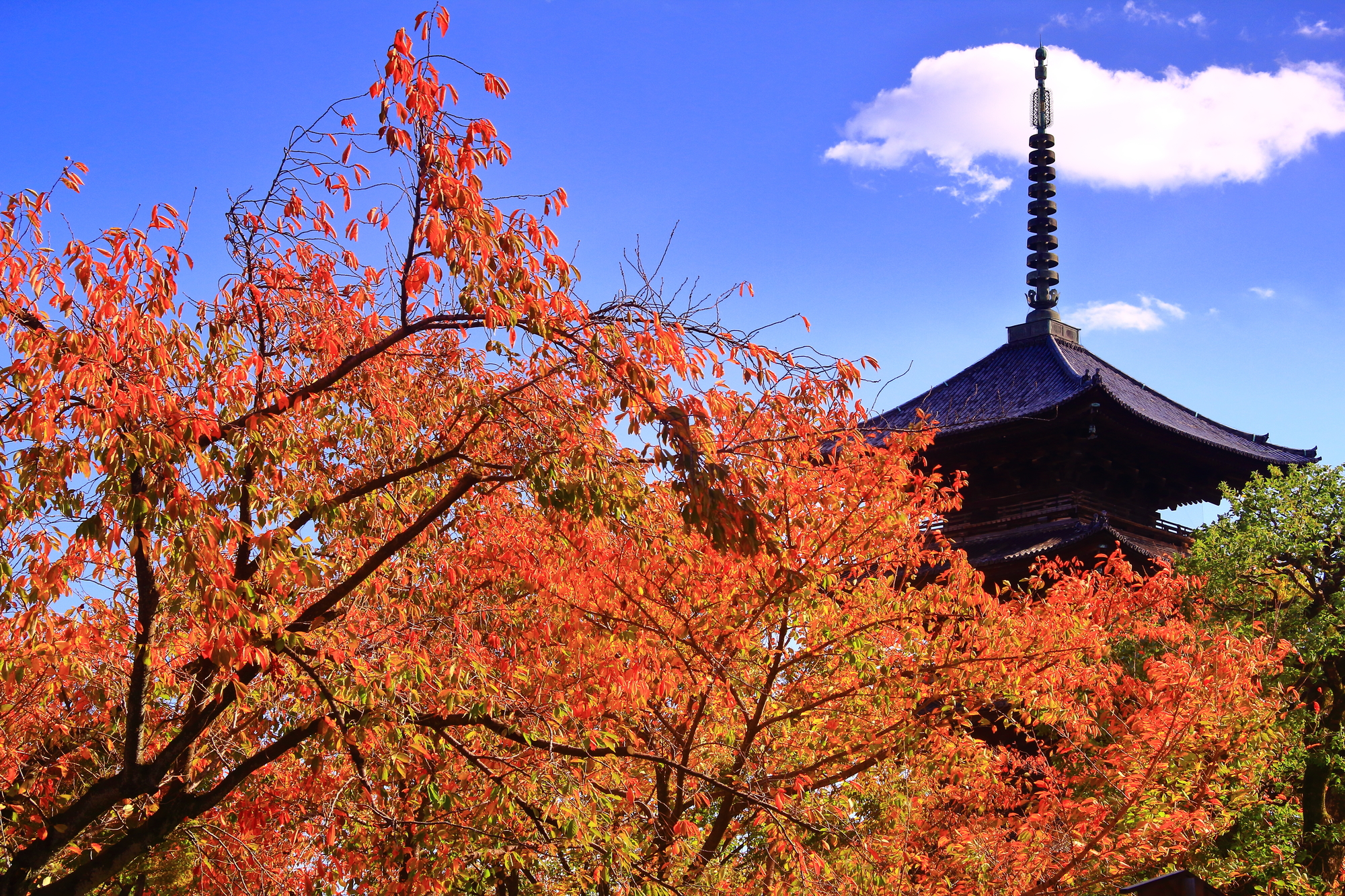 京都　東寺の紅葉