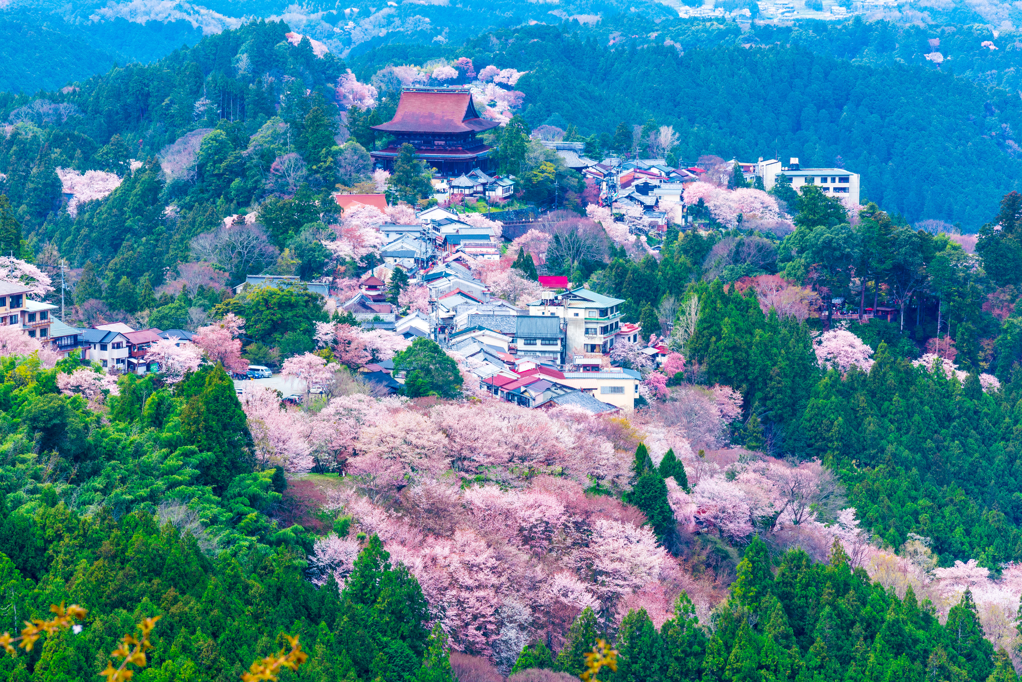 世界遺産「吉野」の桜