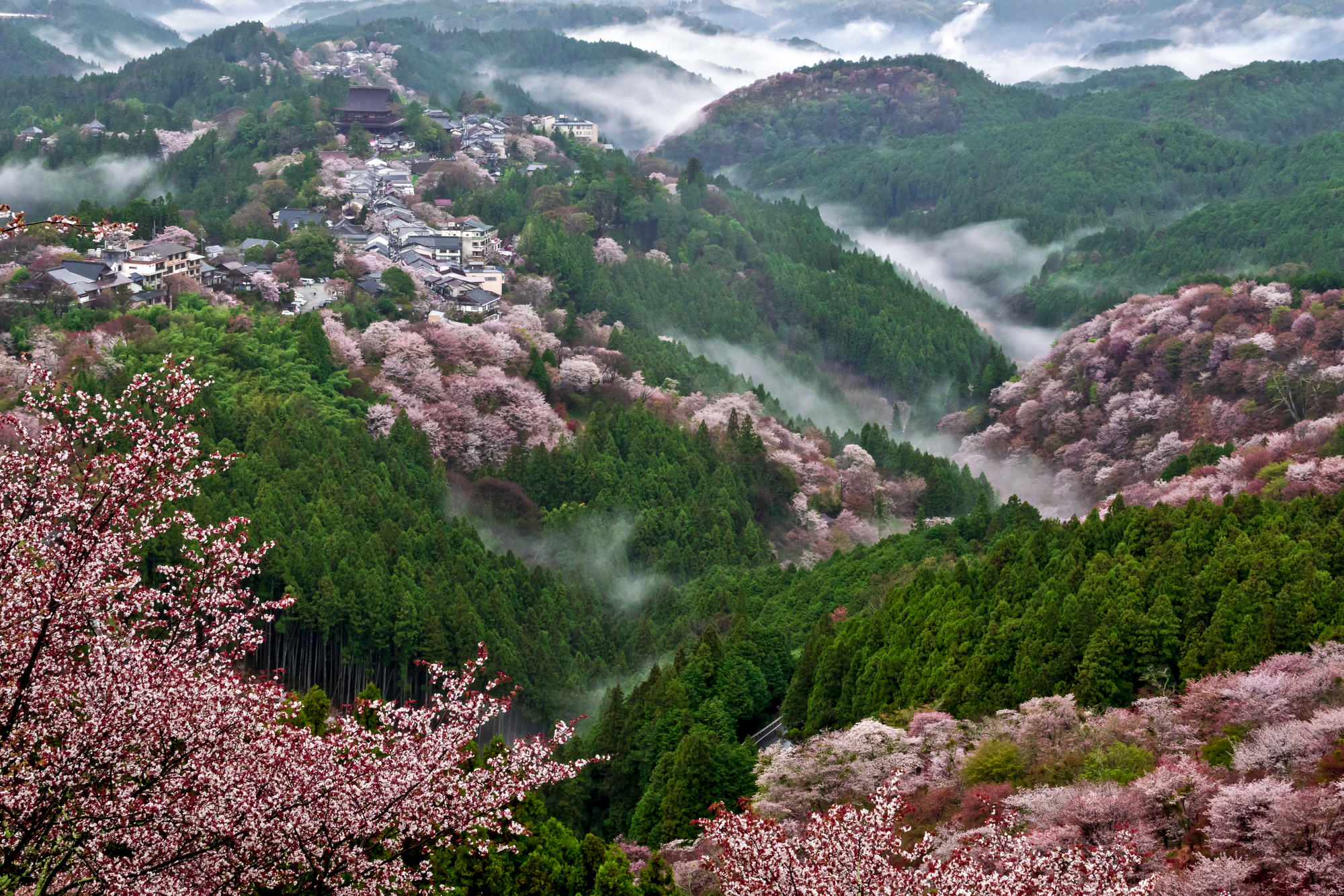 吉野山の桜鑑賞は登山