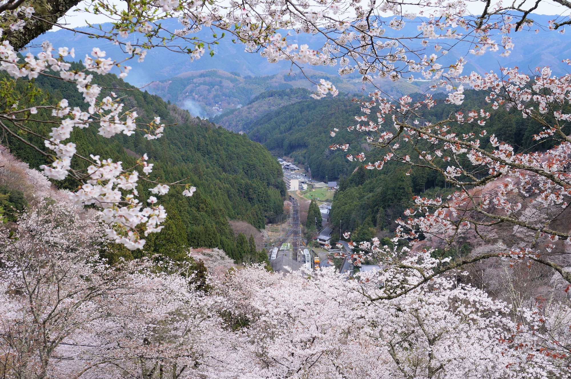 桜満開の吉野を快適に回る方法