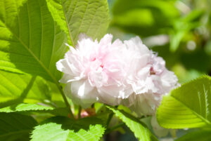 菊桜