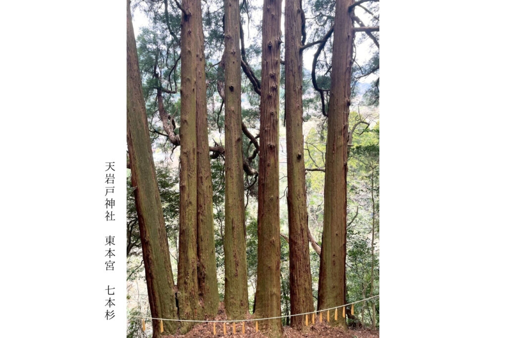 七本杉