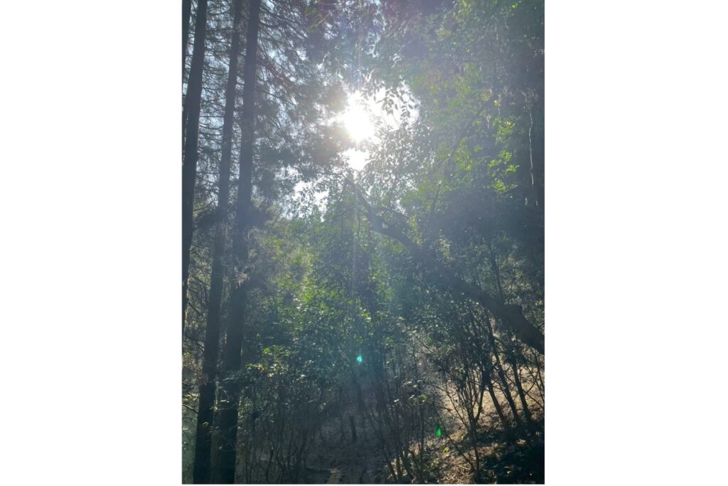 荒立神社森
