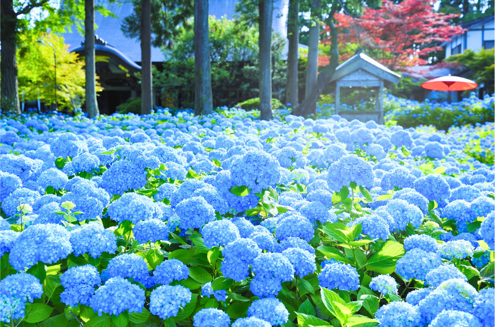 雲昌寺 (秋田県)