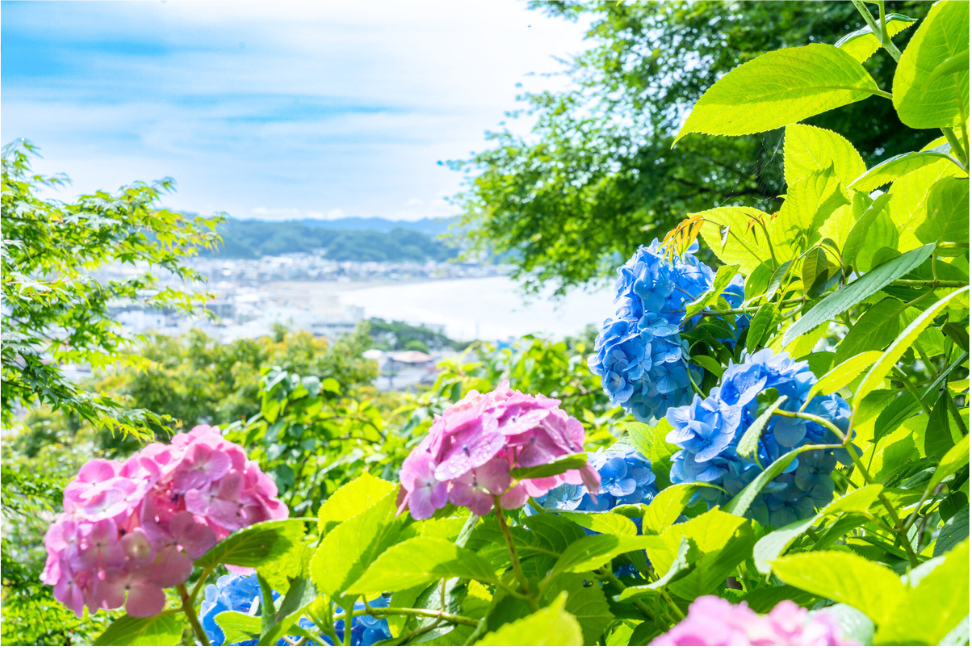 「長谷寺(神奈川県)」