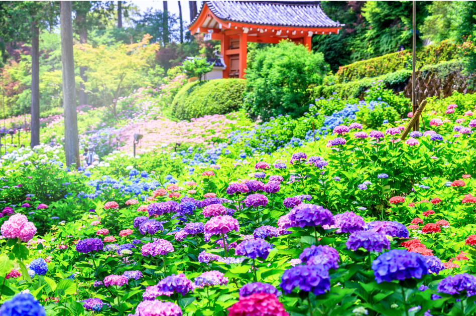 「三室戸寺 (京都府)」