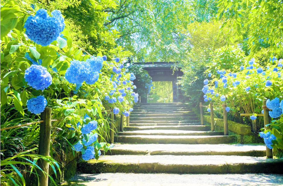 「明月院 (神奈川県)」