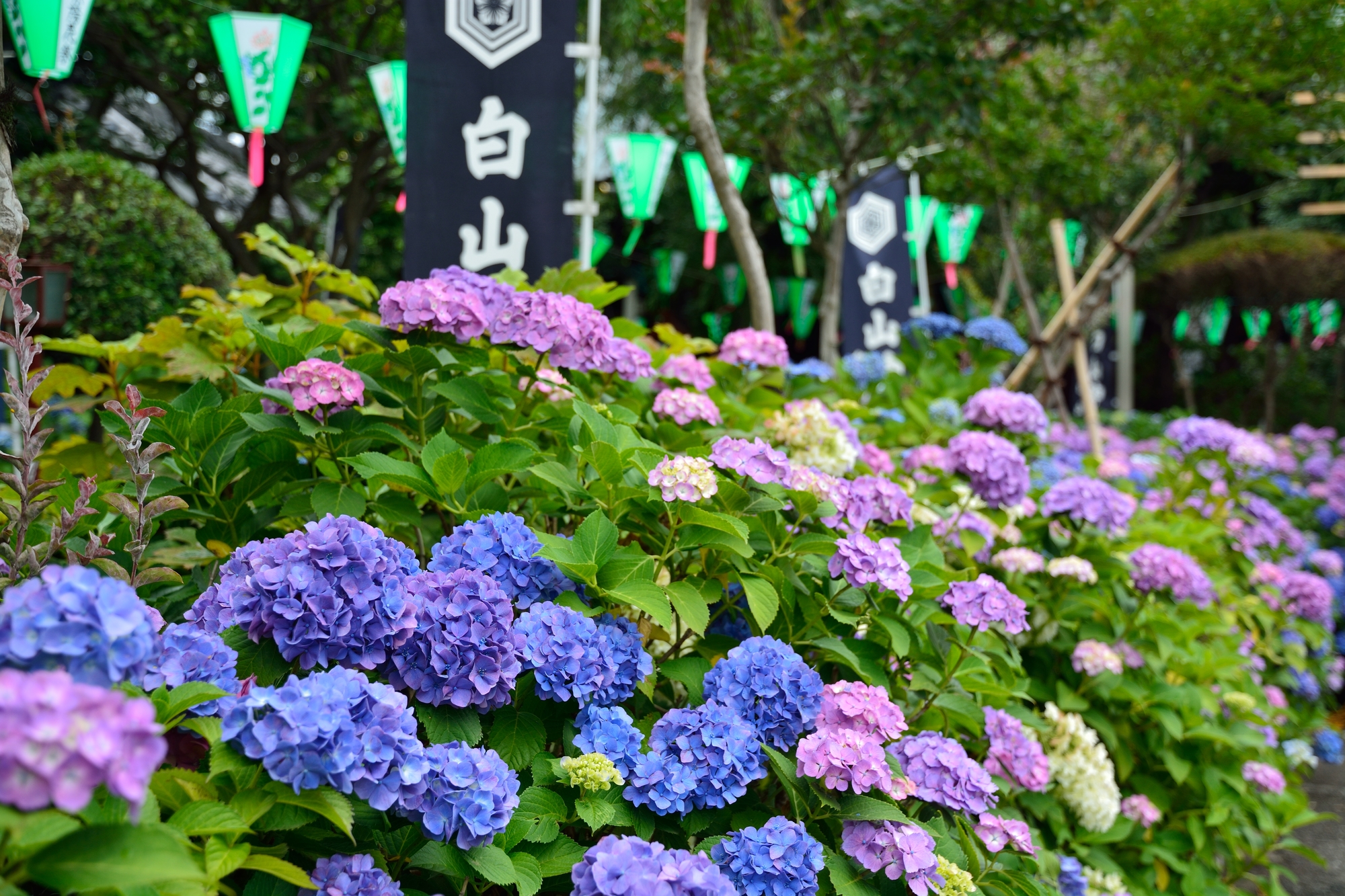 東京文京区白山神社