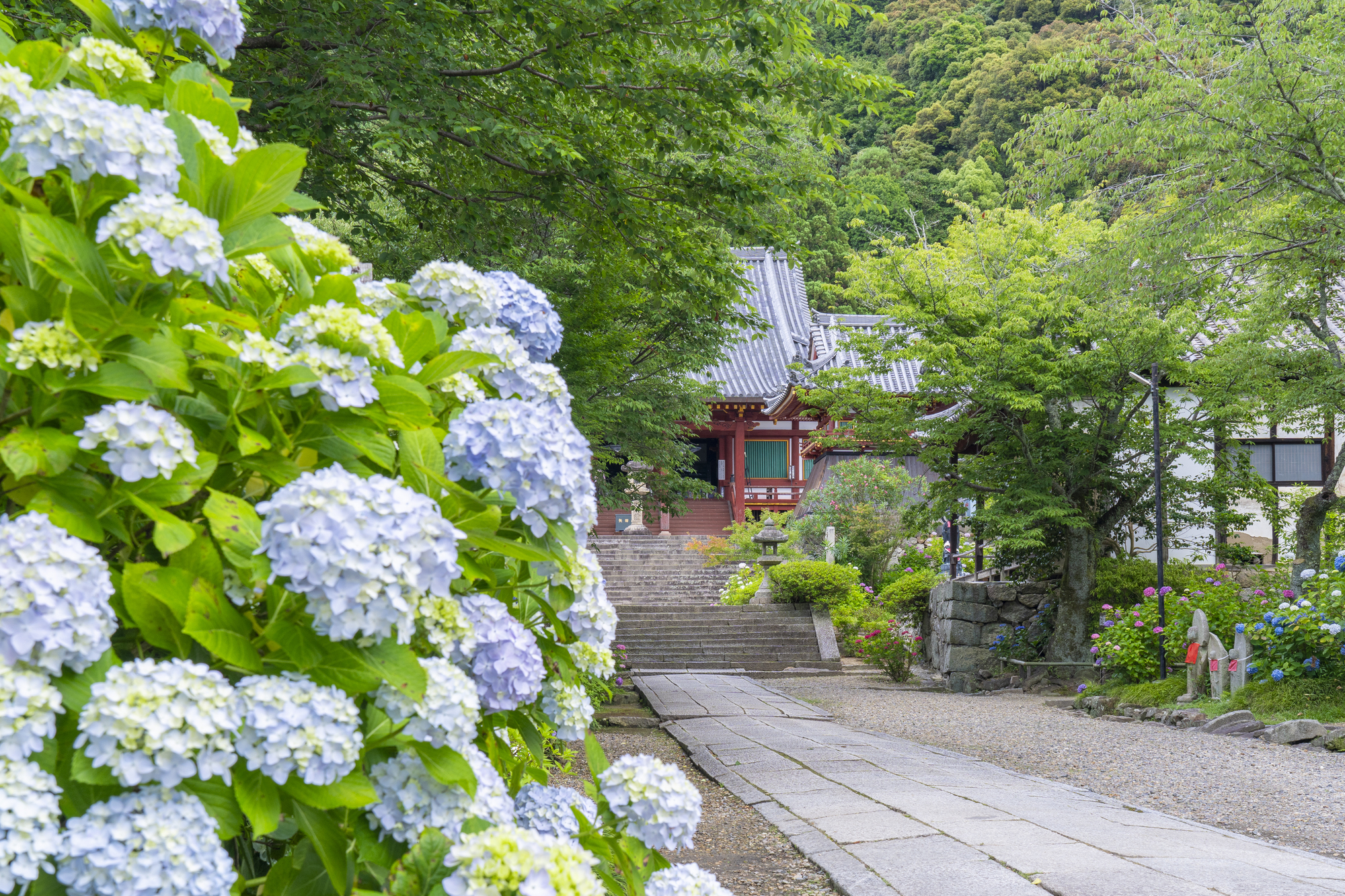 「矢田寺/金剛山寺(奈良県大和郡山市)」