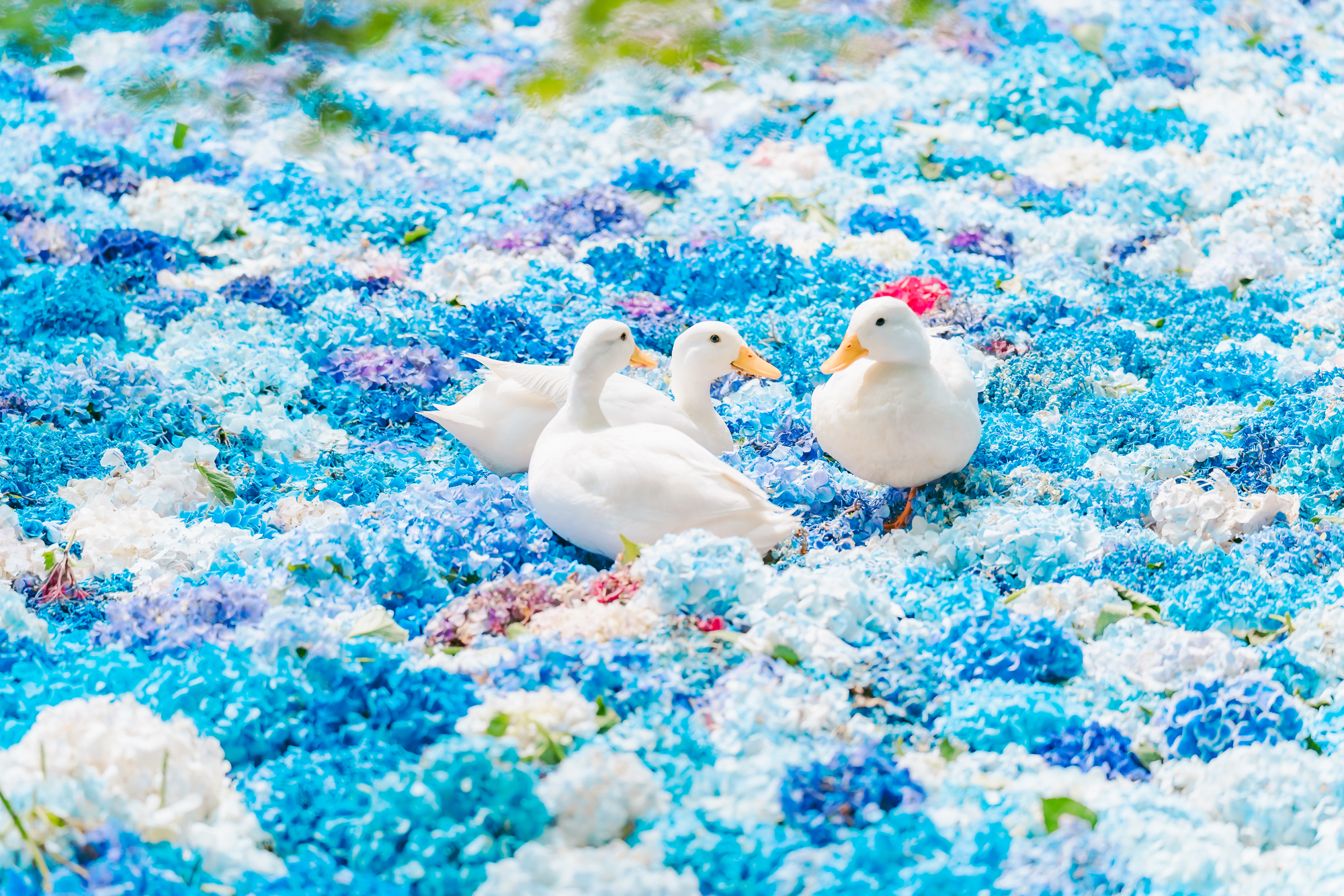 雨引観音紫陽花