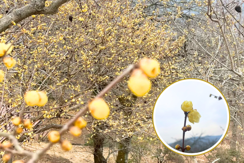 宝登山神社奥宮 蝋梅