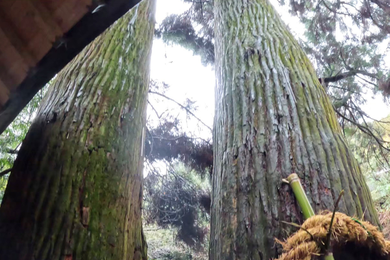神龍八大龍王神社 御神木　熊本　菊池