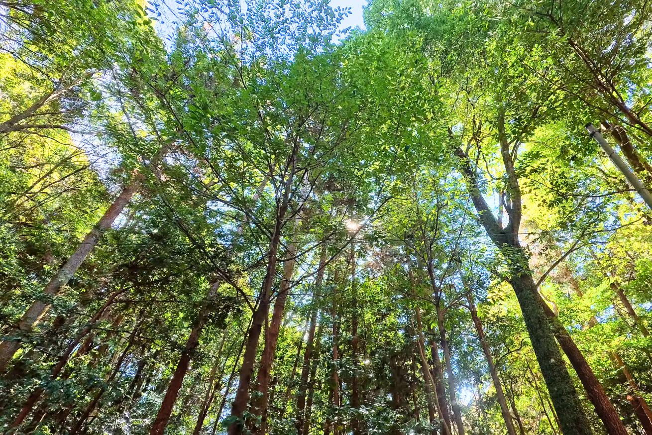 出雲大神宮　鎮守の森