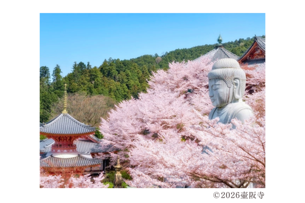コピーライト　壺阪寺　桜大仏