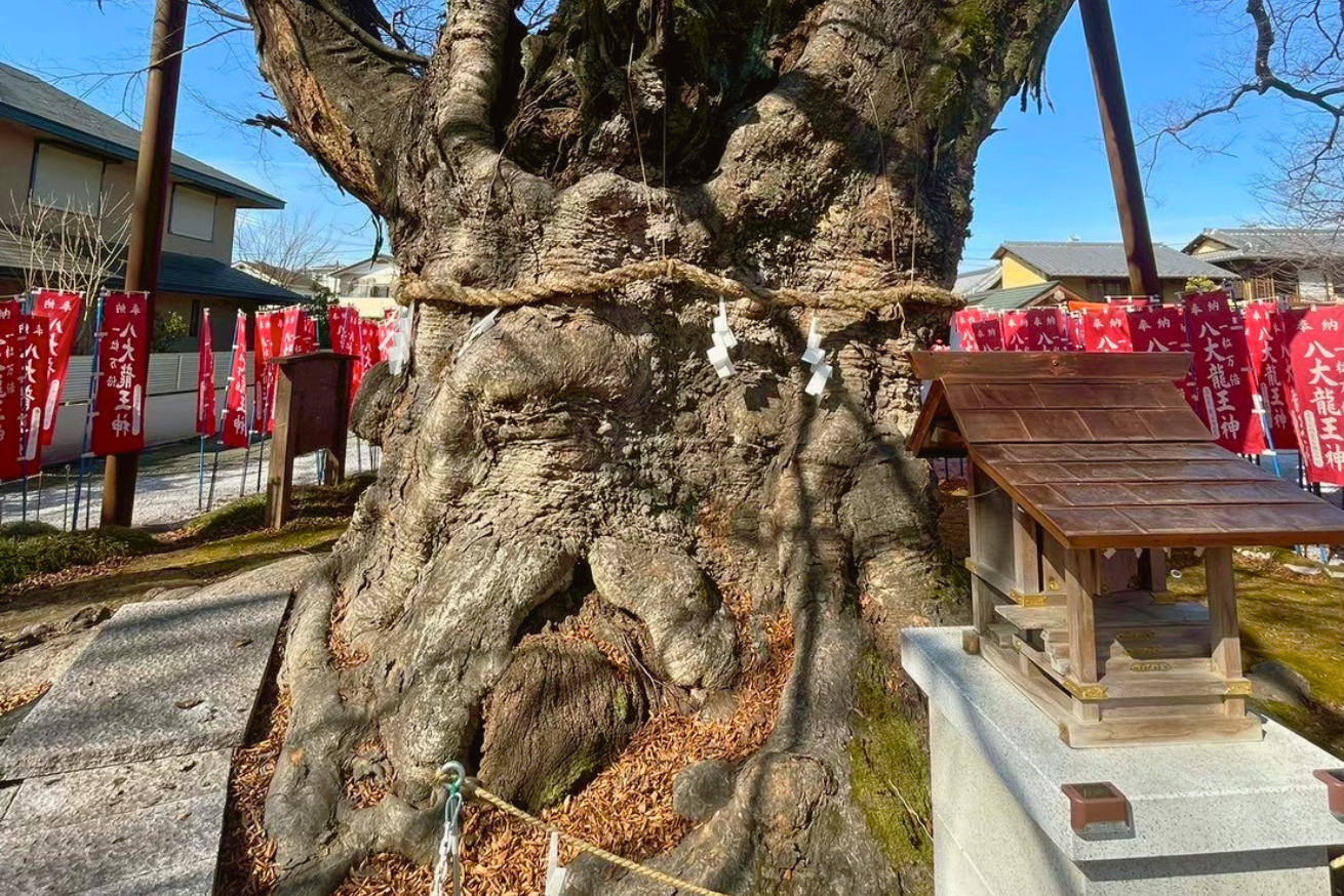 秩父今宮神社 龍神木
