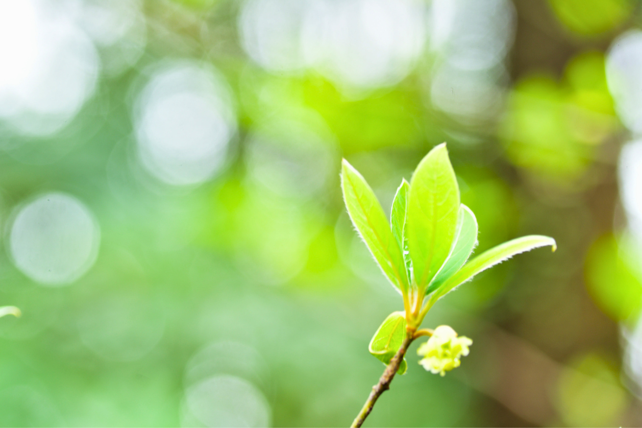 春の芽吹