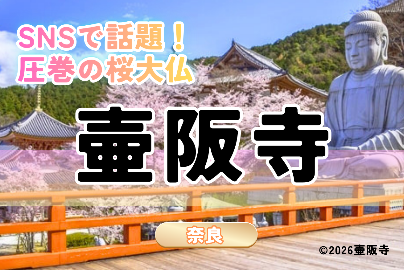 SNSで話題！圧巻の桜大仏　壺阪寺　奈良県