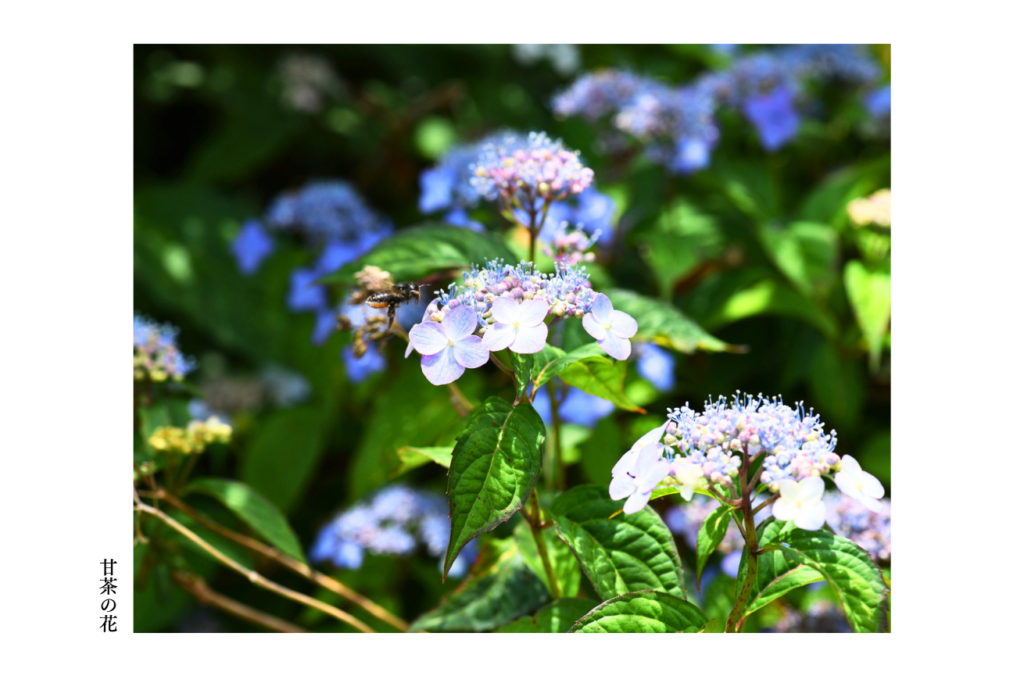 花まつり　甘茶　花