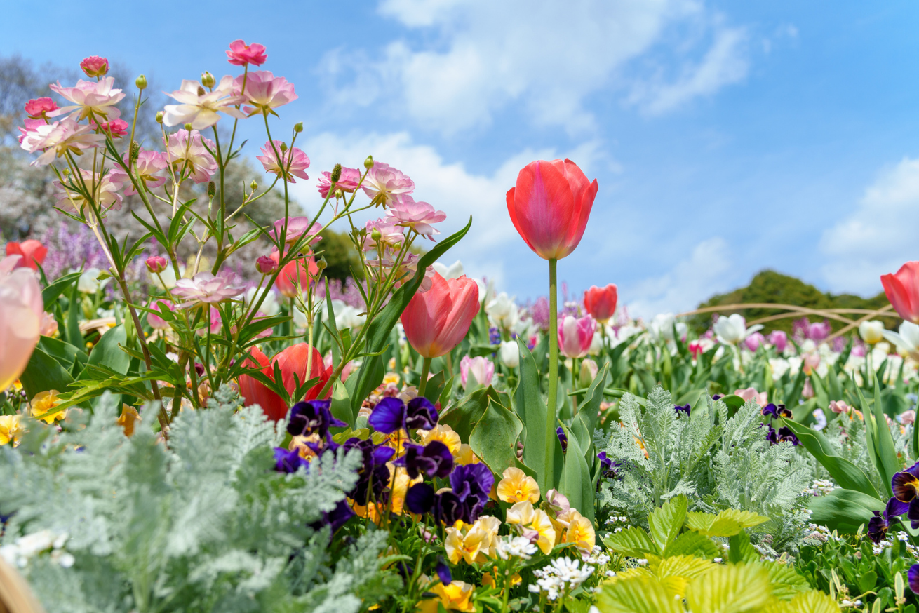 裏山たぬきのよもやま話　善行のお花畑イメージ