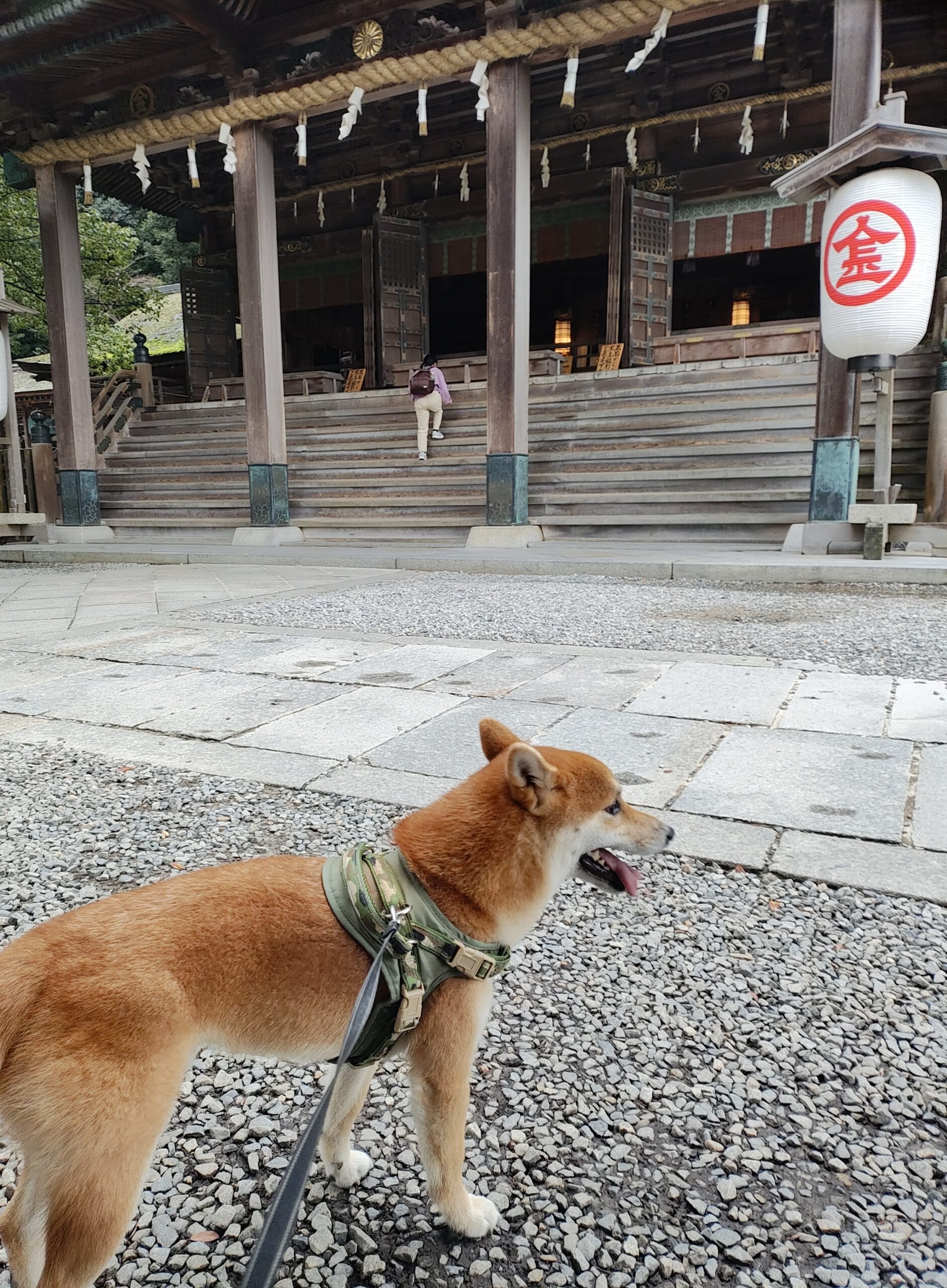 【PR】香川・金刀比羅宮の境内に唯一ある、参道500段目のカフェ＆レストラン「神椿」にて、犬猫用スキンケア製品 ROCCANIST®（ロッカニスト）の展示販売を開始
