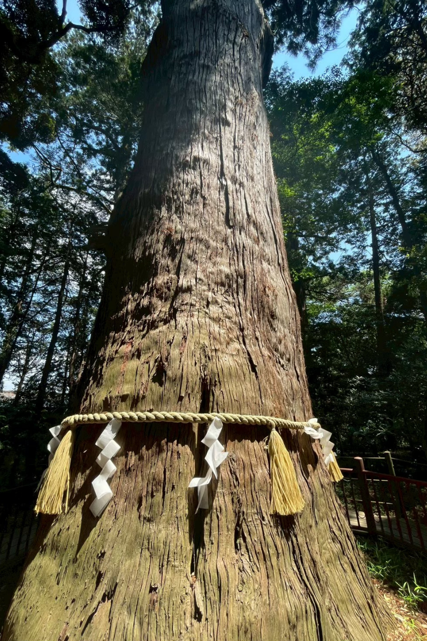 麻賀多神社 御神木