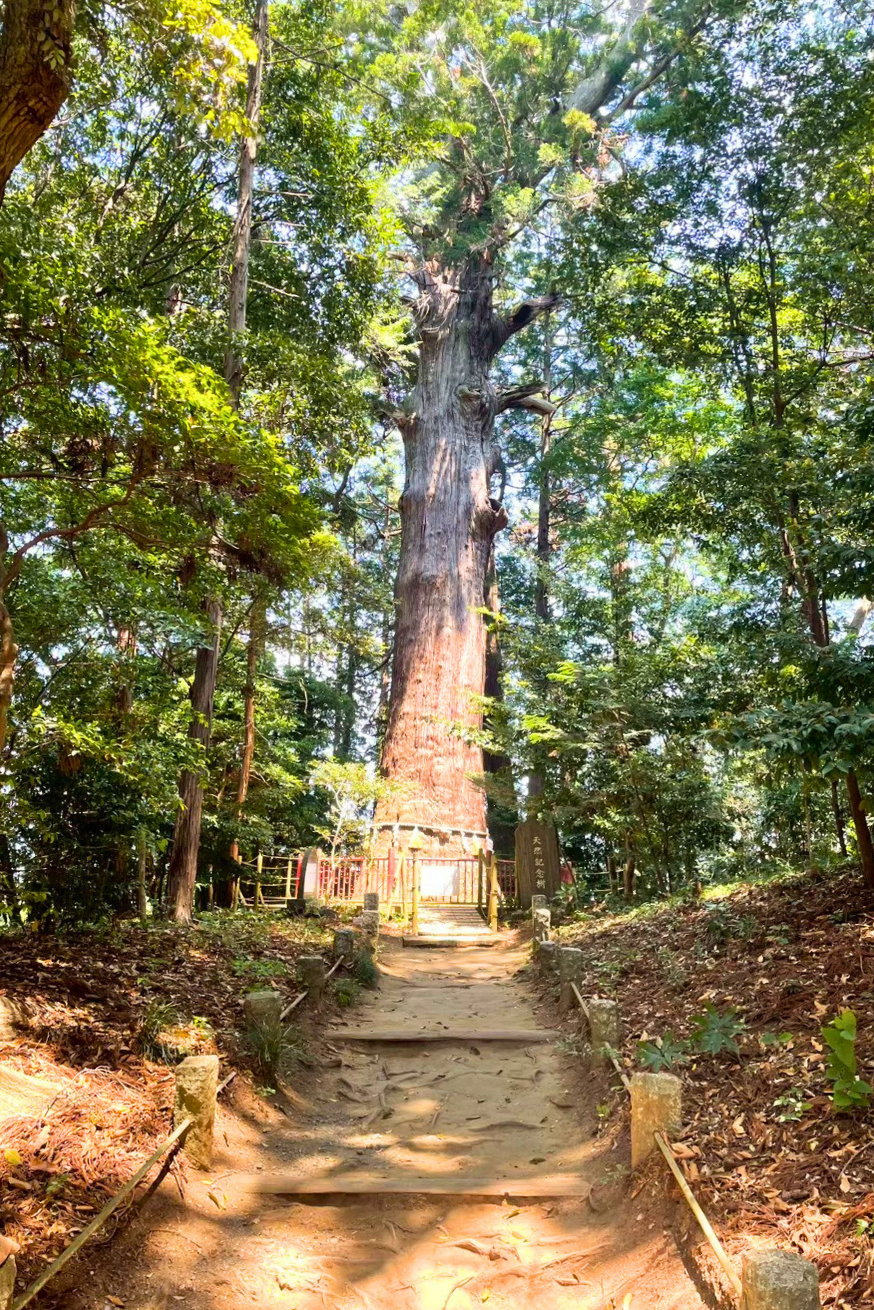 麻賀多神社 御神木