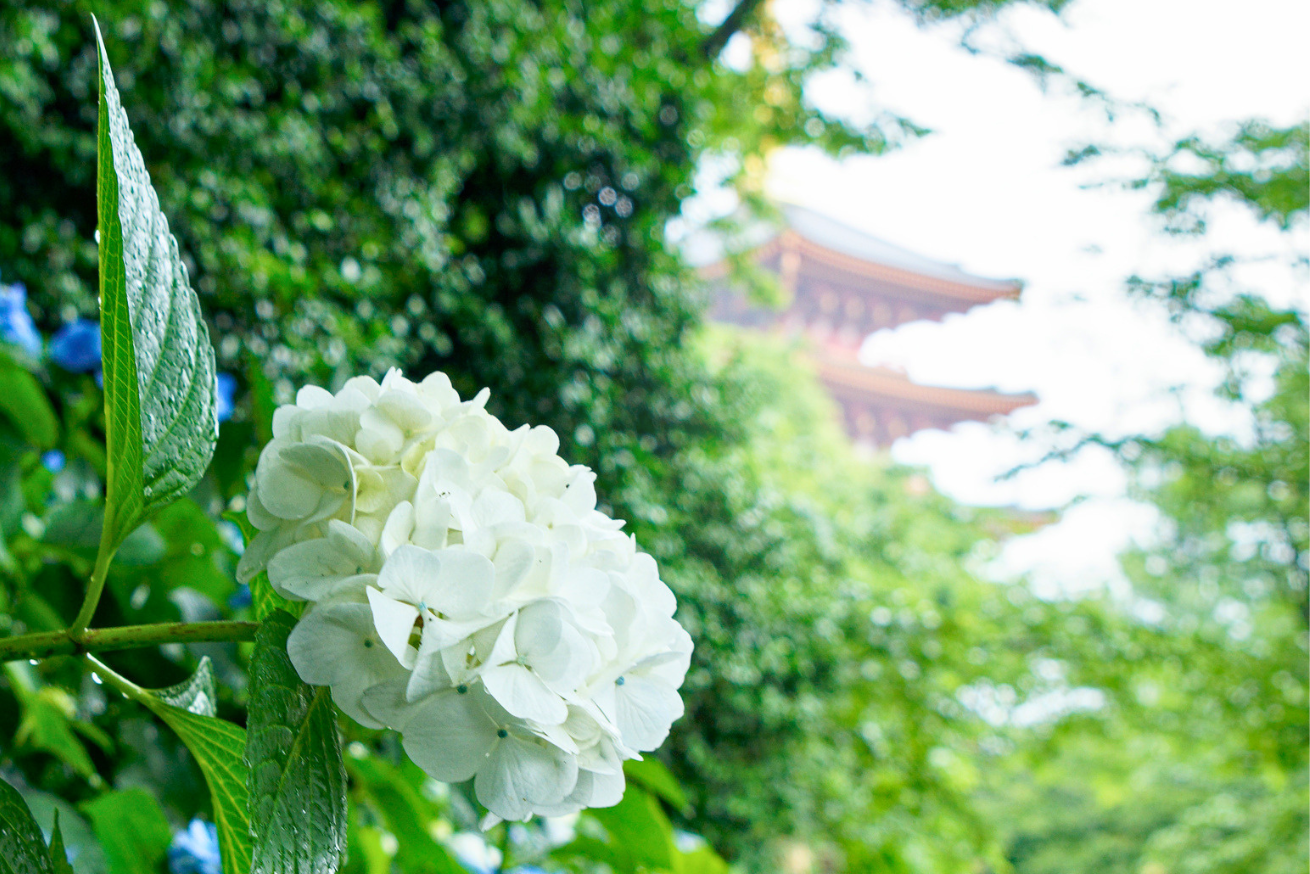 高畑不動尊 紫陽花