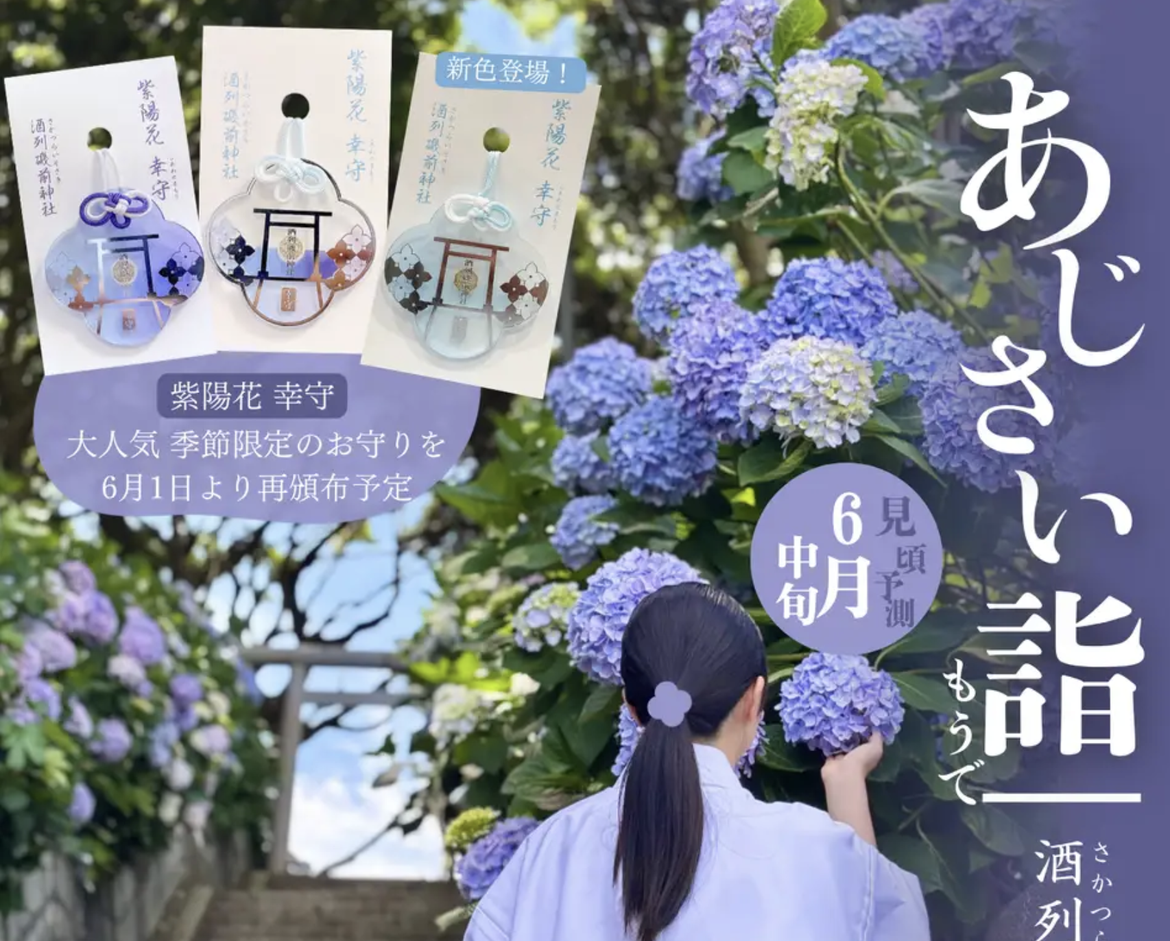 PR【酒列磯前神社】 昨年人気を博した限定お守り「あじさい幸守」再登場！　海辺の参道を彩る「あじさい詣」6月1日より開始 －200株のアジサイが彩る「あじさい詣」、限定お守りに新色登場