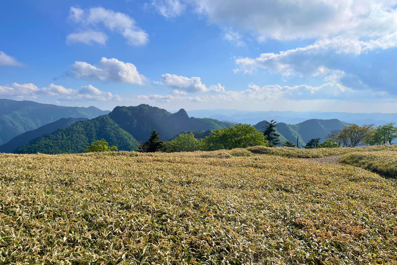 大峯山山頂・お花畑