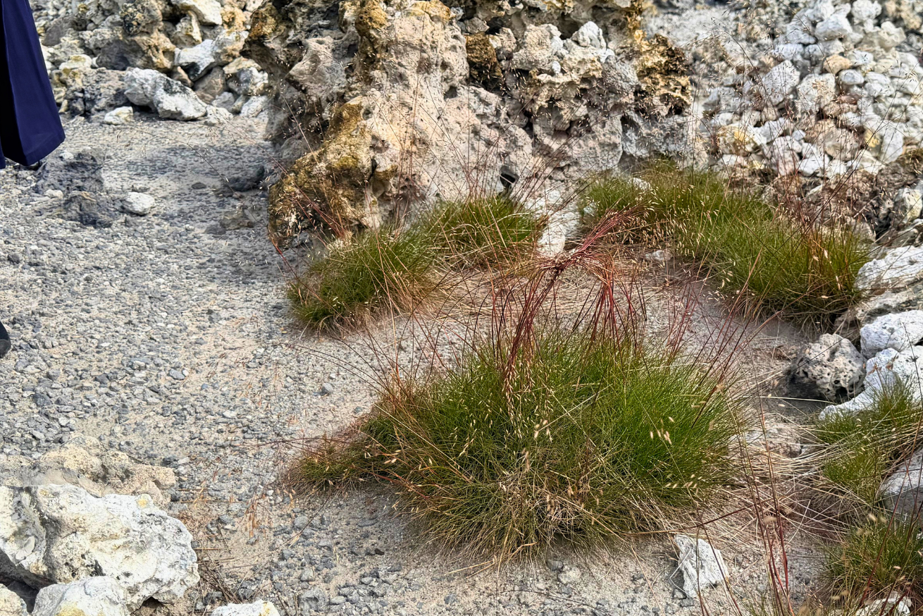 恐山・地獄めぐりの岩場にあった結ばれた草