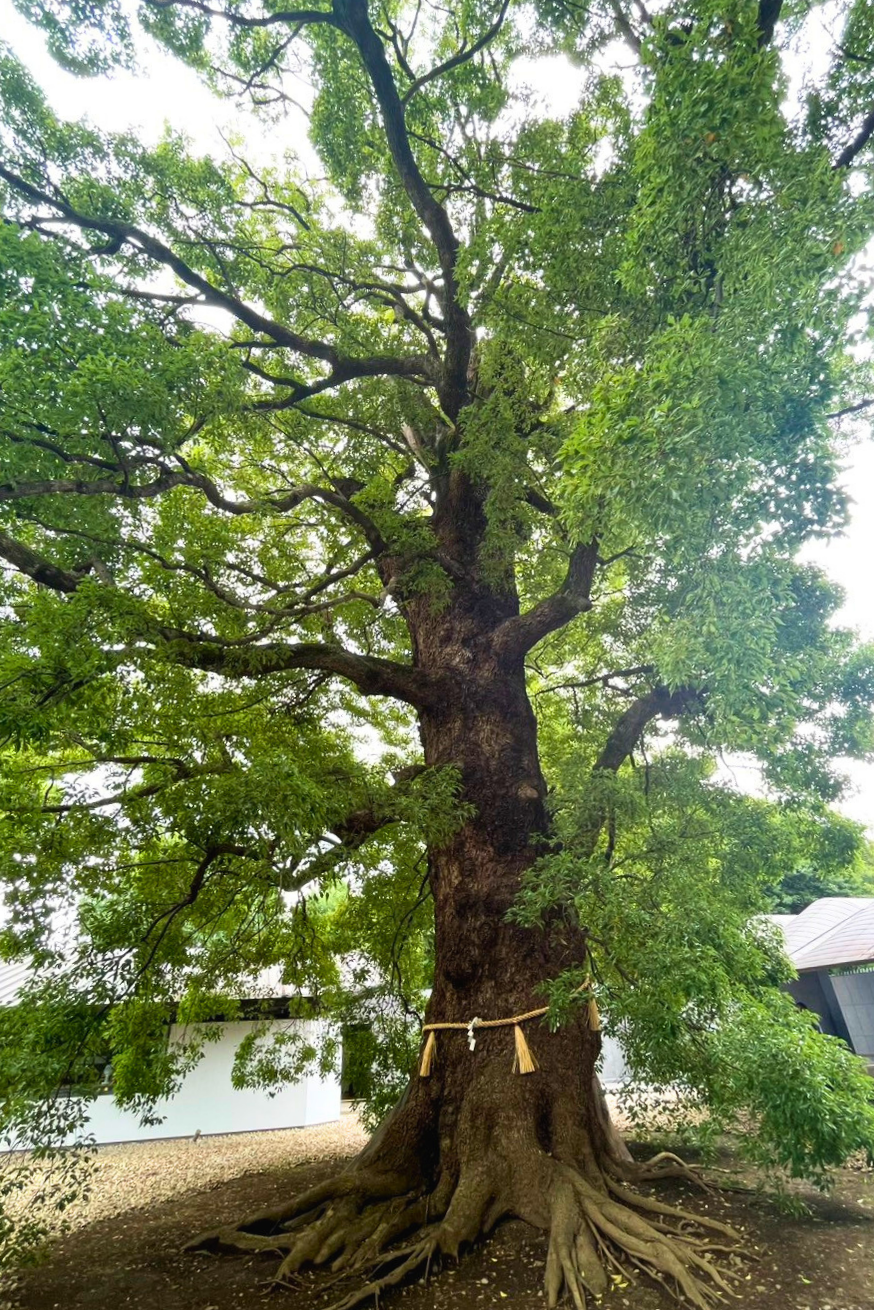 上野東照宮の御神木・樹齢約600年の大楠